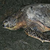 Sea Turtle ashore thumb