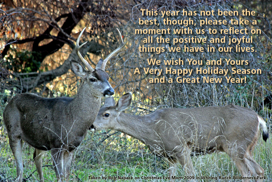 Holiday Image of Deer