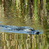 Alligator