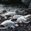 Turtles on Hawaii