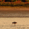 Back Bay bird thumb