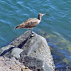 Bird on Rock