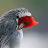 Brazillian Cardinal thumb