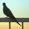 Dove on fence