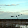 Everglades Bird