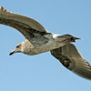 Flying Gull