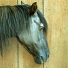 Horse thumb