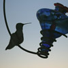 Hummingbird thumb