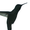 Hummingbird thumb