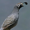 California Quail thumb