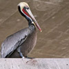 Pelican thumb