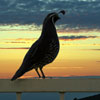 Quail in Sunset
