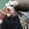 Sea Lion barking thumb
