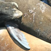 Sea Lions resting thumb