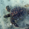 Sea Turtle