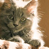 Sophie the cat young thumb
