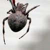 Spider thumb