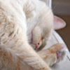 Tonka cat thumb