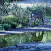 Yosemite Deer