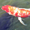 Koi fish thumb