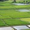 Hawaiian taro fields