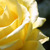 yellow rose
