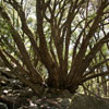 Yosemite Tree